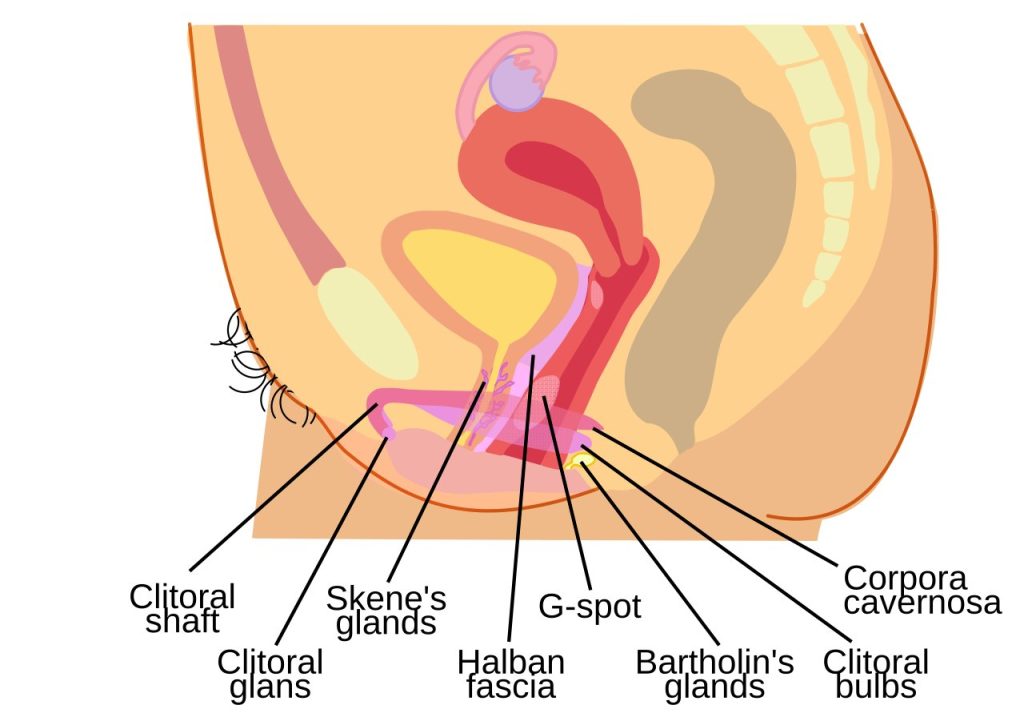 Nước nhờn của phụ nữ: ra khi nào, nhiều hay khô có sao? 1 Sơ đồ các tuyến tiết dịch quanh âm đạo, gồm tuyến Bartholin và tuyến Skene